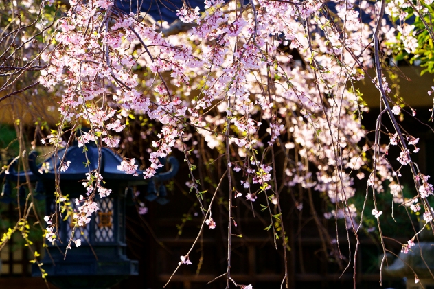 桜咲く鎌倉 逆光線でキラキラ輝く しだれ桜 本覚寺 和風リゾートホテルkkr鎌倉わかみや