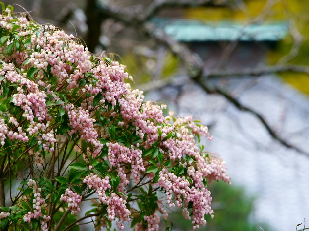 鎌倉 花の寺 鈴のようなアセビの花がカワイイです 和風リゾートホテルkkr鎌倉わかみや